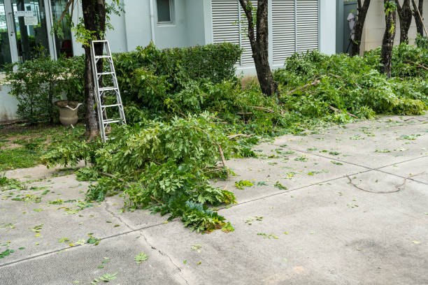 Reliable Sullivan City, TX  Tree Services Solutions